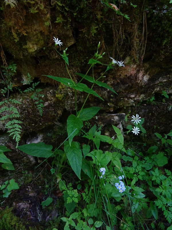 Stellaria nemorum subsp. nemorum / Centocchio dei boschi